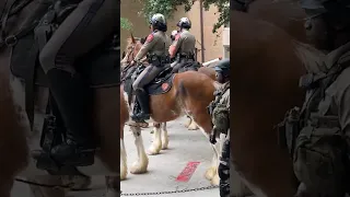 Police on Horseback Clear Pro-Palestinian Protesters at University of Texas