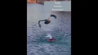 Eagle Attacks Swimmer!