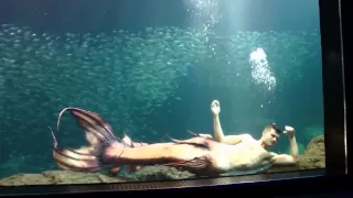 New Aquarium Mermaid Tail Design by The Mertailor Merman Eric