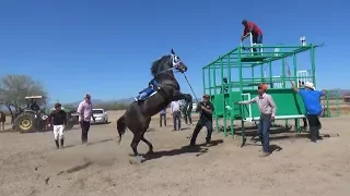 Carreras de Caballos en la Hacienda Bustamante 29 de Abril 2018