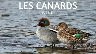 RECONNAÎTRE LES CANARDS SAUVAGES