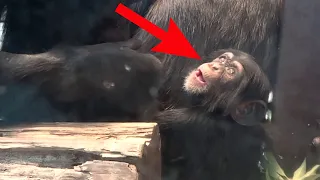 Cute Baby Chimps With MOM - Chimpanzees Babies