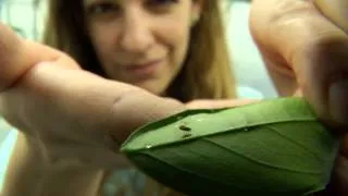 UF/IFAS Research- Citrus Psyllid