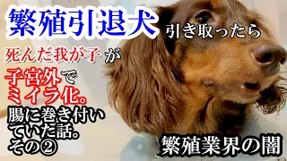 【ありえない！②】繁殖引退犬、死んだ我が子を取り出してもらえず子宮外に放置されていました。そして更なる困難に繁殖業界の闇を見た。