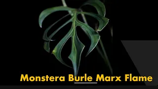Monstera Burle Marx Flame - International Plant haul #monsteraburlemarxfkame #monstera #plantcare