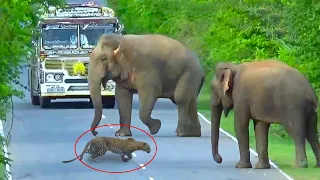 Wild Elephant Blok The Road  Tiger Need To Cross The Road