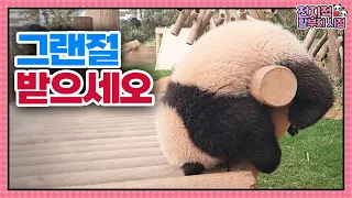 (SUB) I Don't Know Why They're doing It! Daily Life Of Baby Pandas💛│Panda World