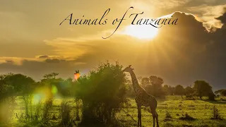 Exploring Tanzania in 4K: A Once-in-a-Lifetime Safari Adventure in the Serengeti and Beyond