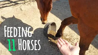 What We Feed the Rescue Horses! | Summer Routine