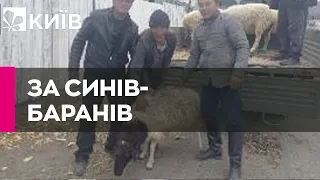 У Туві сім'ям мобілізованих росіян роздають баранів