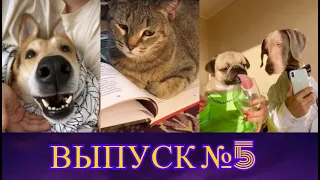 ДИАЛОГ КОТА С ВОРОНОЙ ПРО КОРОНОВИРУС//КОШКА ПРОСИТ ЕДУ