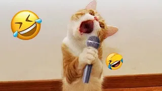 😂😻 Funniest Cats and Dogs Videos 😘😹 Funny Animal Moments #16