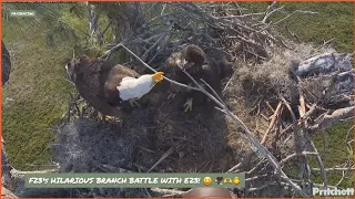 SWFL EAGLES ~ E23's HILARIOUS BRANCH BATTLE WITH MOM! 🤭 NIPS F23! 🐥🫠 2/21/24