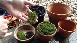Growing Moss in Containers 🎍