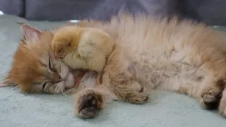 Kitten sleeps sweetly with the Chicken🐥😽Very cute