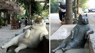 ПАМЯТНИК КОТУ ТОМБИЛИ (Tombili statue, the famous cat celebrity in Istanbul Turkey)