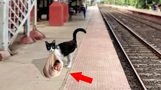 A cat found an abandoned baby on the train tracks, and what it did surprised everyone