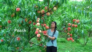 Harvesting GIANT Peaches and Making Jelly!