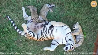 Фрося спит - дети едят :) Тигры Тайгана. Frosya sleeps - tiger cubs eat :) Taigan tigers.