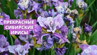 Сибирские ирисы и все о них