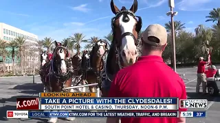 Budweiser Clydesdales at South Point