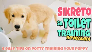 6 EASY POTTY TRAINING TIPS • Paano Turuan ang Aso na Umihi at Dumumi sa Toilet | Harley & Euna