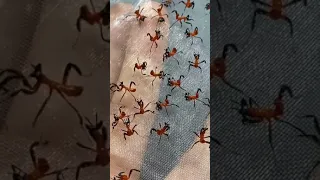 💖  Freshly hatched Orchid Mantis nymphs 💖 #Shorts