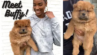 MEET MY NEW CHOW CHOW! PUPPY VLOG!