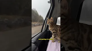 Road trip move with Bengal cat and dog #cat