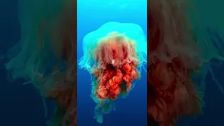 The Deadly Portuguese Man O' War | 4KUHD |  Blue Planet II | Amazing Place 4k#viral #shorts