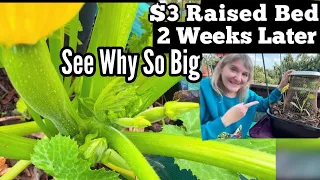 Hand Pollinating Zucchini & How To Grow $3 RAISED BED Container Garden Dishpan Small Space Gardening