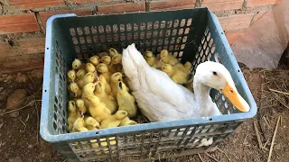 Natural Hatching Ducklings With Mom