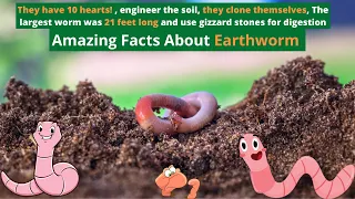 Amazing/Interesting/Fun Facts About Earthworm