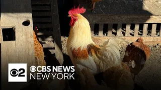 Is bird flu the next pandemic? Doctor explains what to know.