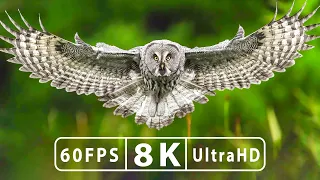 Video 8K UltraHD 60FPS - Animal Panorama with Authentic Cinematic Music