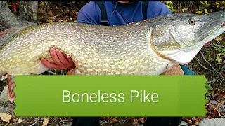 How to fillet a Northern Pike with no Bones