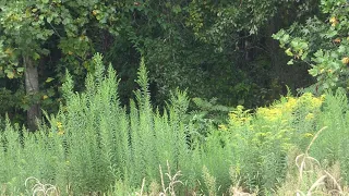 Alabama Bigfoot A Bigfoot sighting in a field