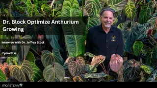 Ep: 4 | Doc Block: Optimize Anthurium Growing