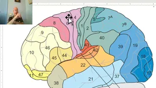 Anatomy of CNS Module in Arabic 2024 ( Functional areas of cerebral hemisphere, part 1) Wahdan.