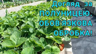 ТЕРМІНОВО ПІДКОРМІТЬ ПОЛУНИЦЮ ЦИМ РОЗЧИНОМ!🍓#борнаякислотаглавныйсекретсуперурожаяклубники#полуниця