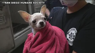 21 dogs rescued from hoarding situation in South Bay