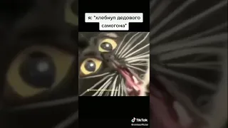 Когда кот напился самогона дела