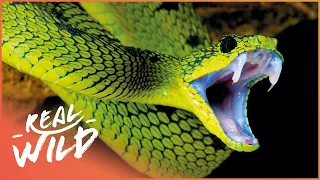 The Most Feared Reptile On The Planet | Asia's Deadliest Snakes | Real Wild