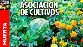 Cómo es la asociacion de cultivos en el Huerto. Lo que NADIE te cuenta