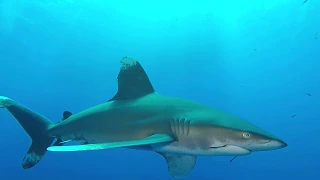 Oceanic Whitetip Shark, Red Sea