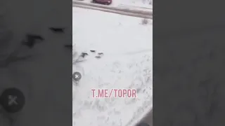 В Тольятти прямо на выходе из школы на ребенка напала стая бродячих собак.
