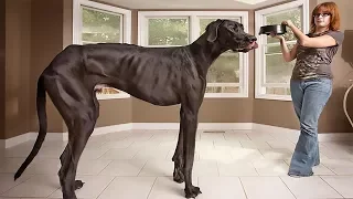 4 you - Funniest Great Dane Videos #2