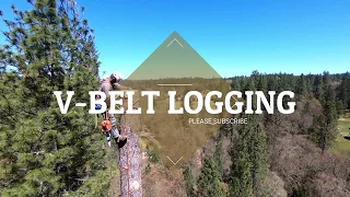 200+ FT SUGAR PINE REMOVAL (DRONE FOOTAGE)