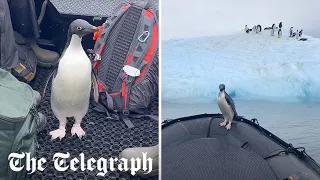 Hitchhiking penguin leaps to safety on tourist boat before being reunited with friends