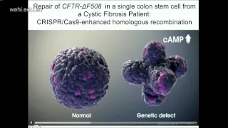 Clevers H (2015): Wnt signaling, Lgr5 stem cells, organoids and cancer